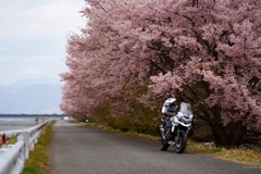 早咲き桜とバイク5