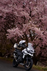 早咲き桜とバイク1