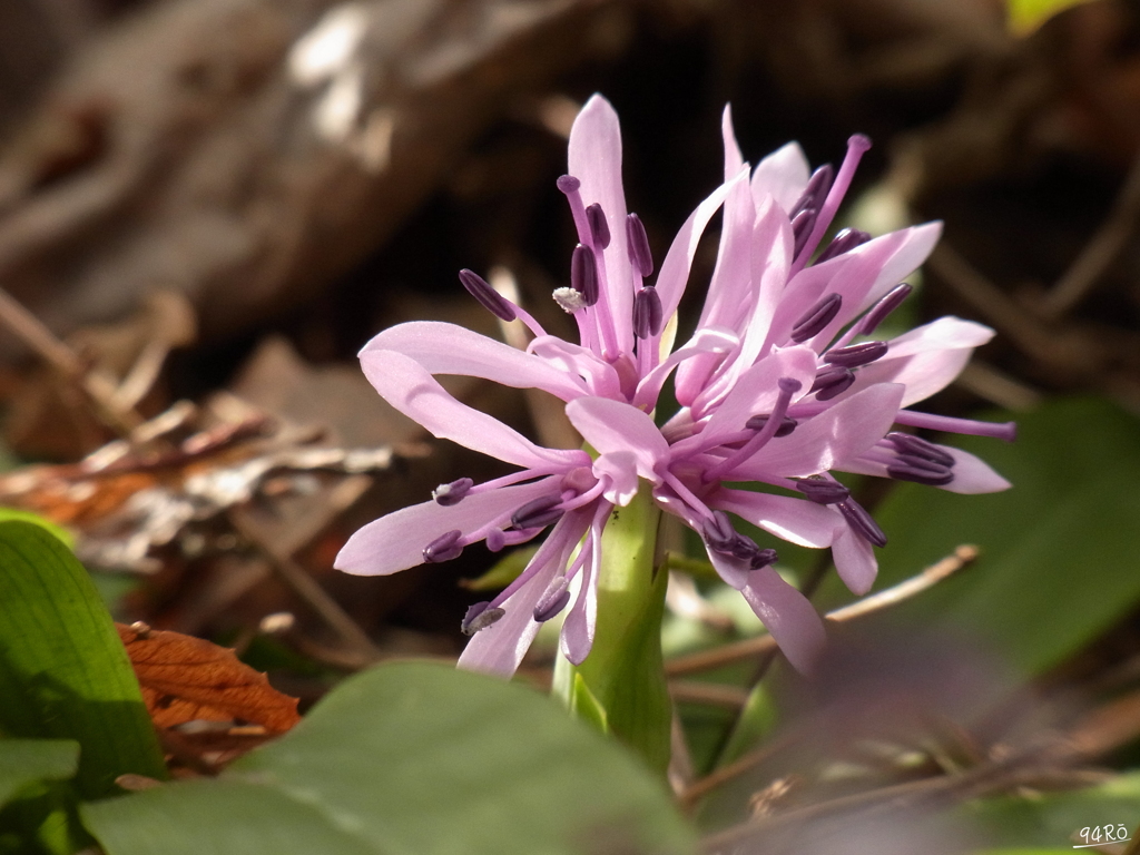 2020春の花その３