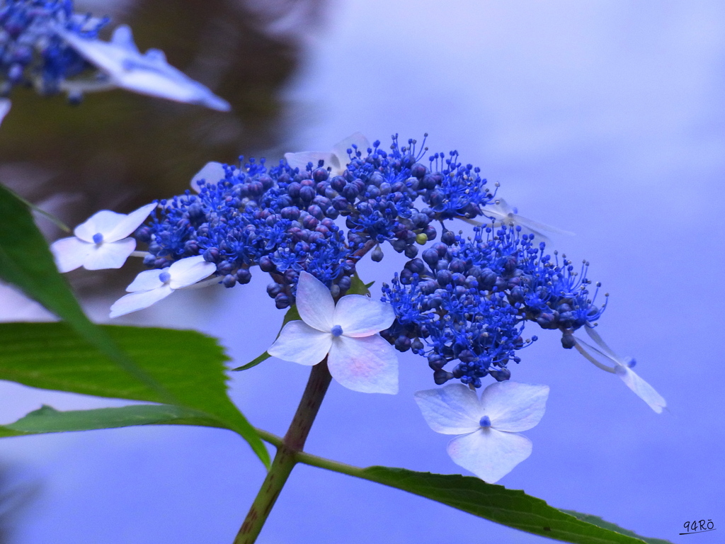 2020夏の花その３の５