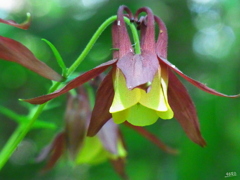 2020夏の花その１の２