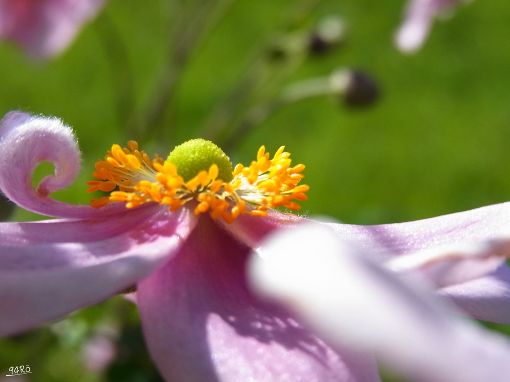 2020秋の花その１の１