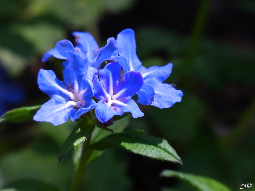 2020春の花その２０