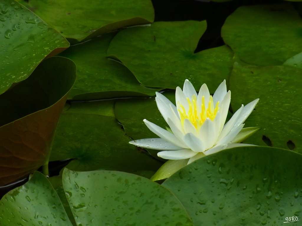 2020夏の花その２の１