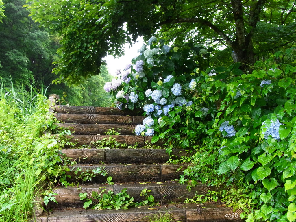 雨の日散歩