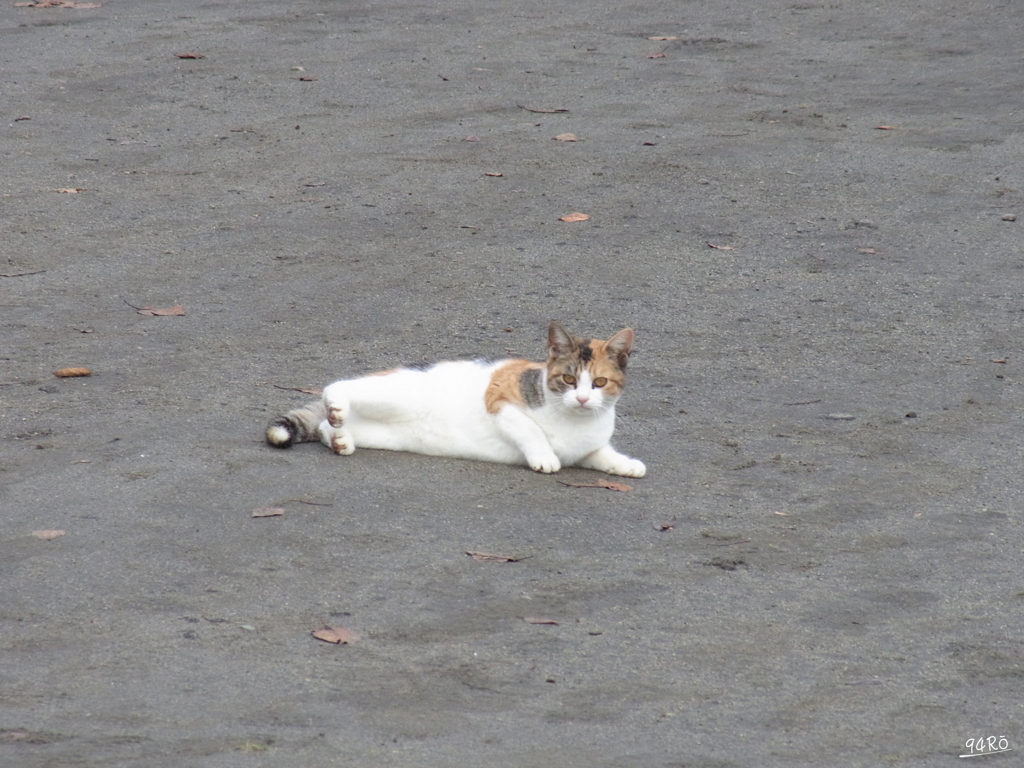 公園で出会ったねこ１