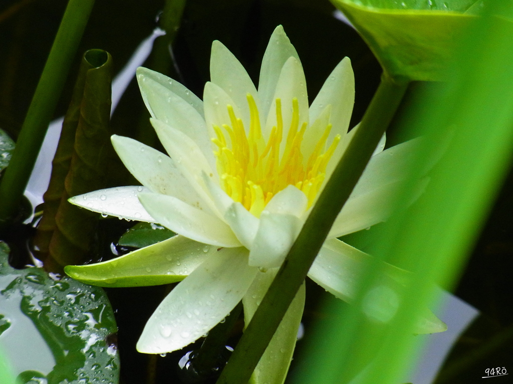 2020夏の花その２の２