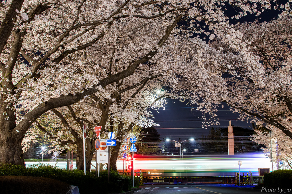 桜と踏切