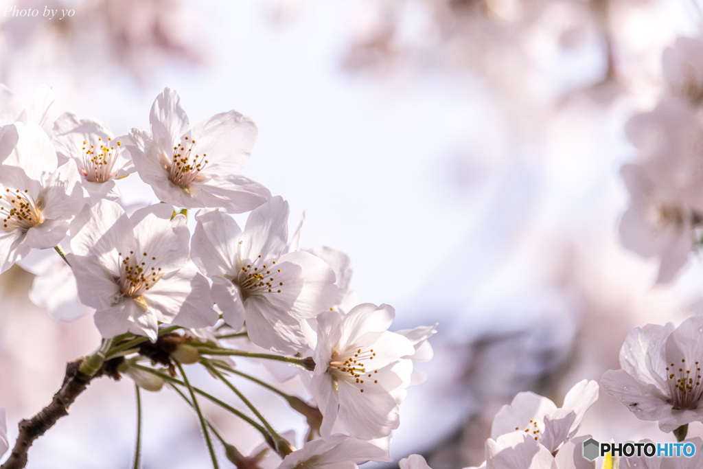 桜