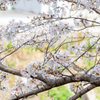 桜でお食事