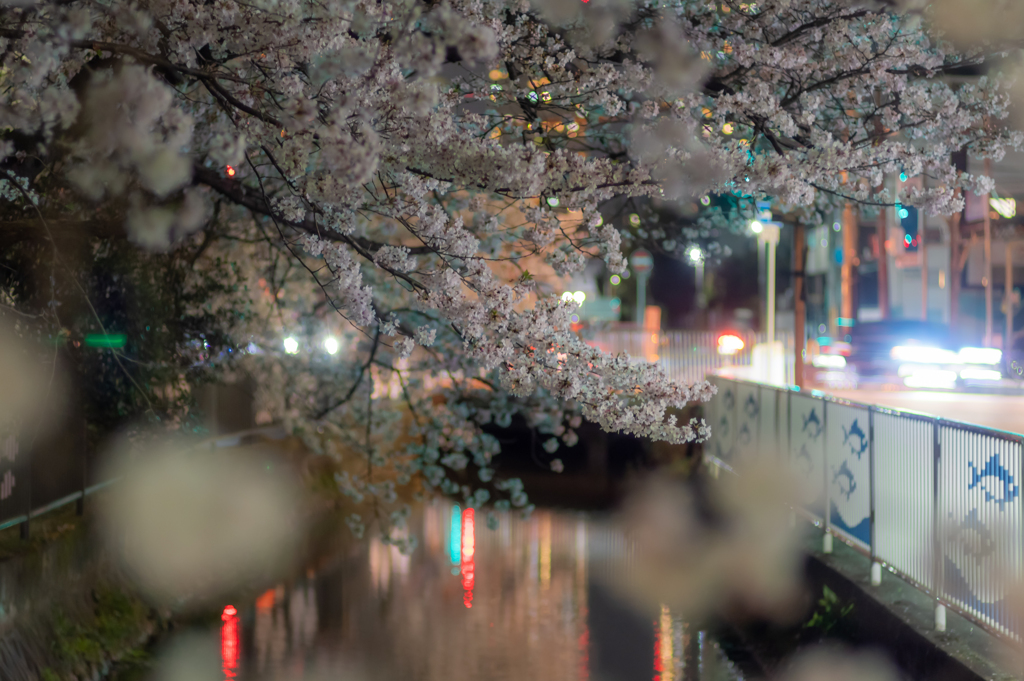 道端の夜桜