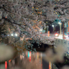 道端の夜桜