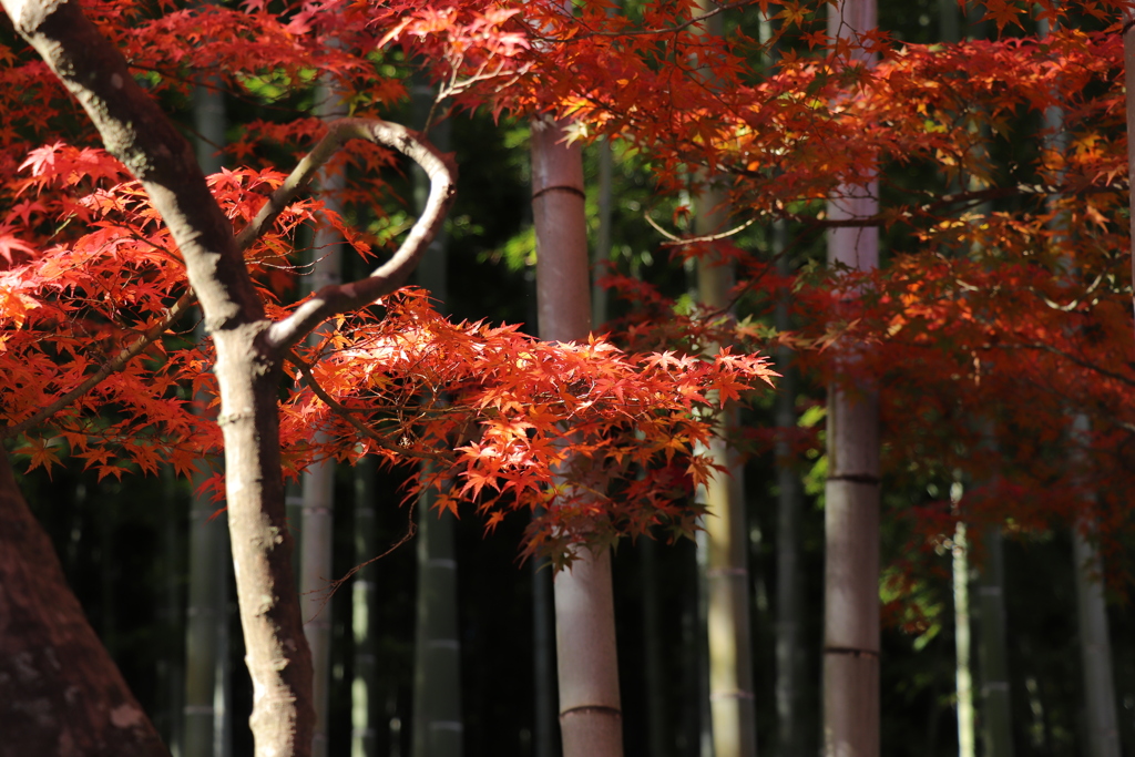 竹林にかかる紅のカーテン