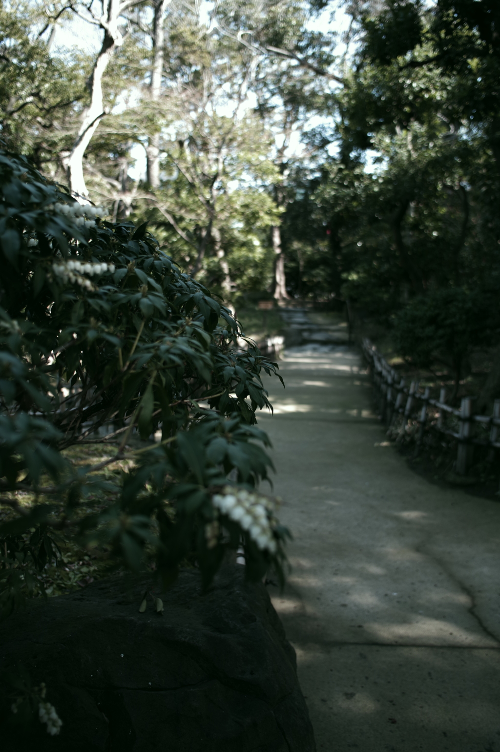 葉と道