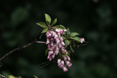 孤高の花