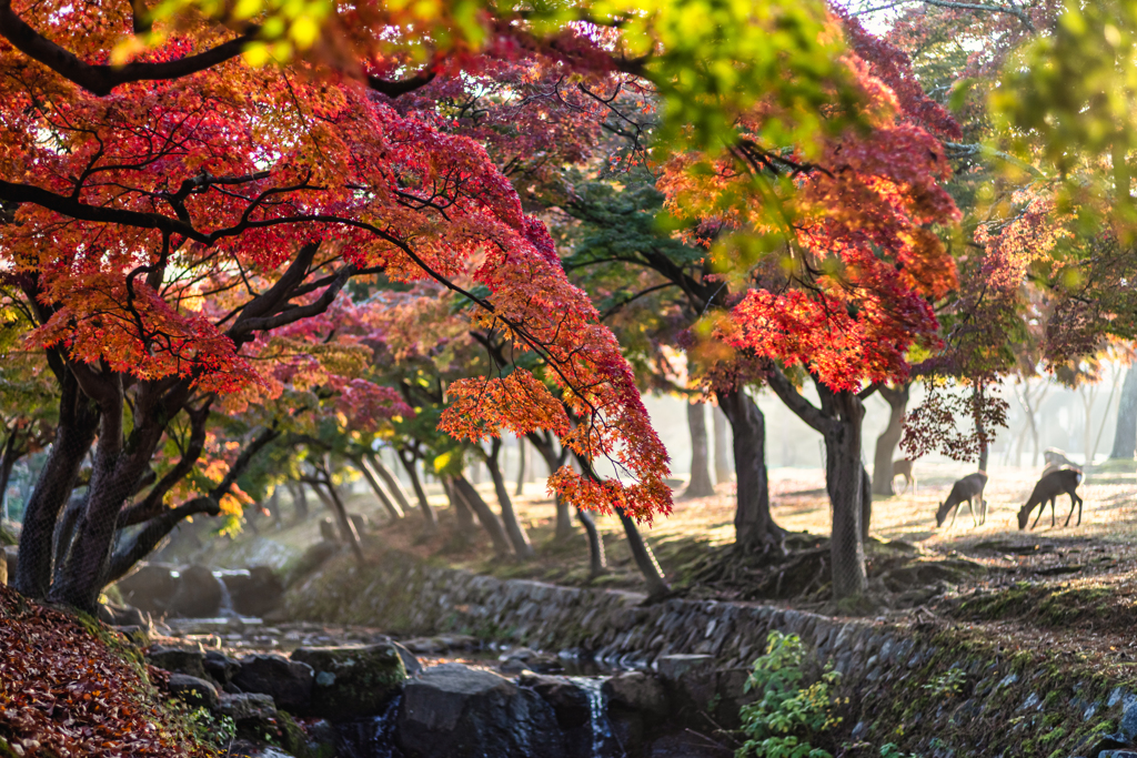 紅葉の朝