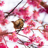 早春桜と雀