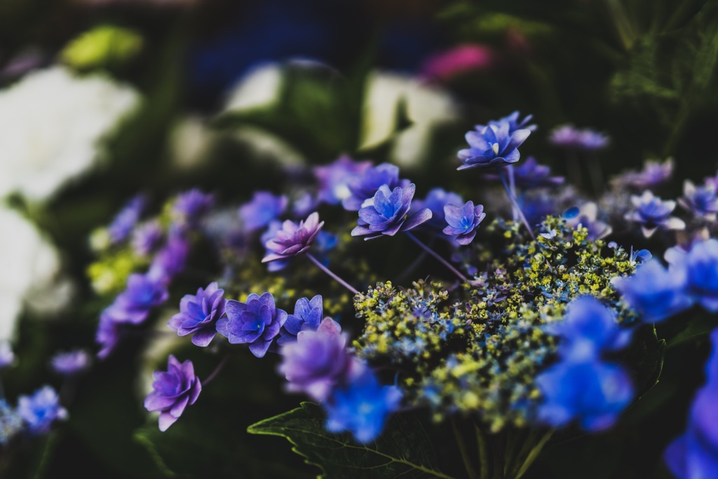 長居公園の紫陽花