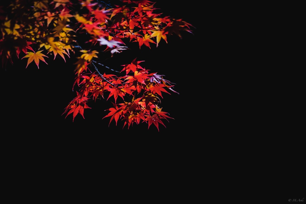 高野の紅葉