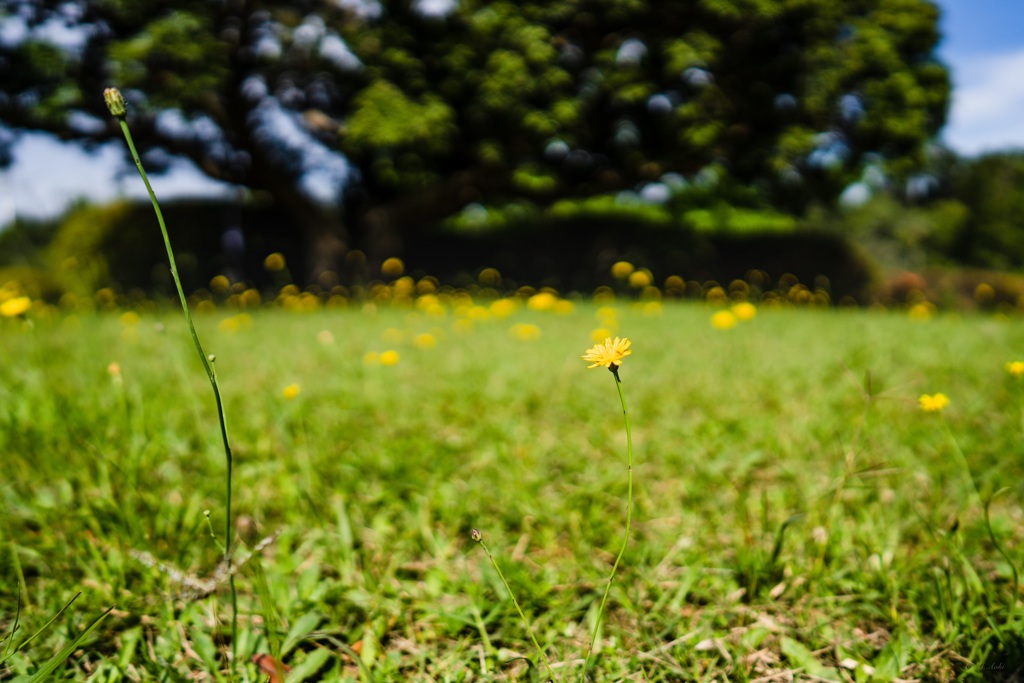 小さな花たち