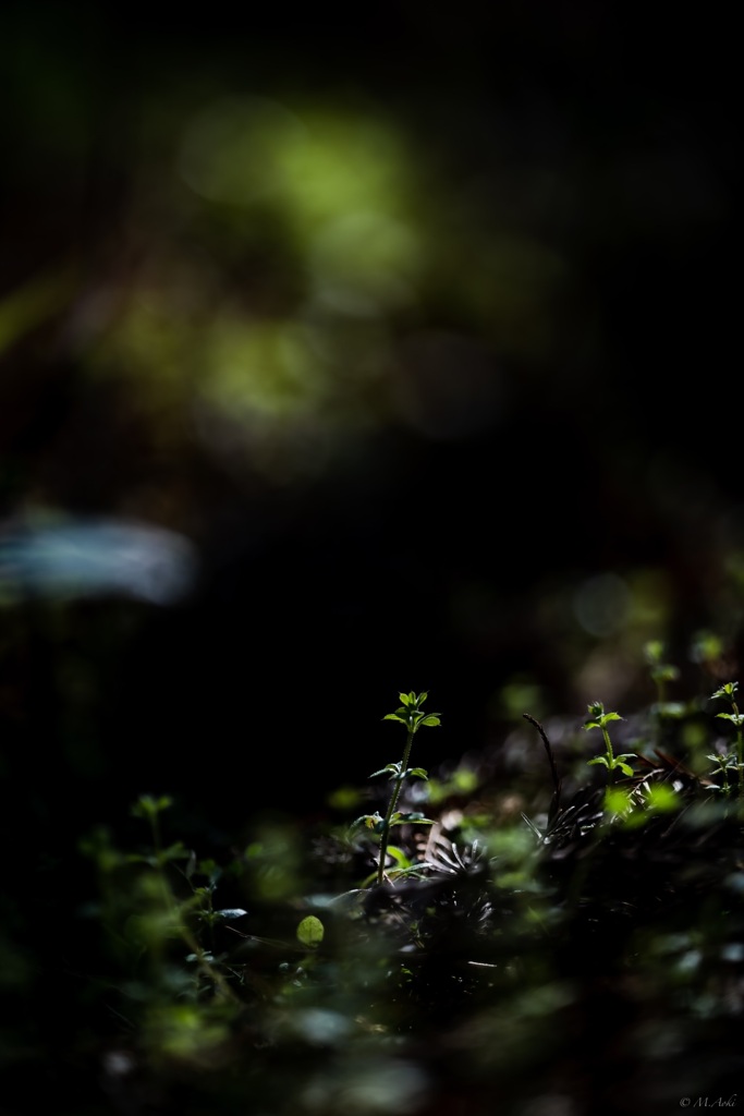 萌芽