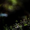 萌芽
