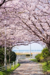 桜のトンネルを抜けるとそこは海