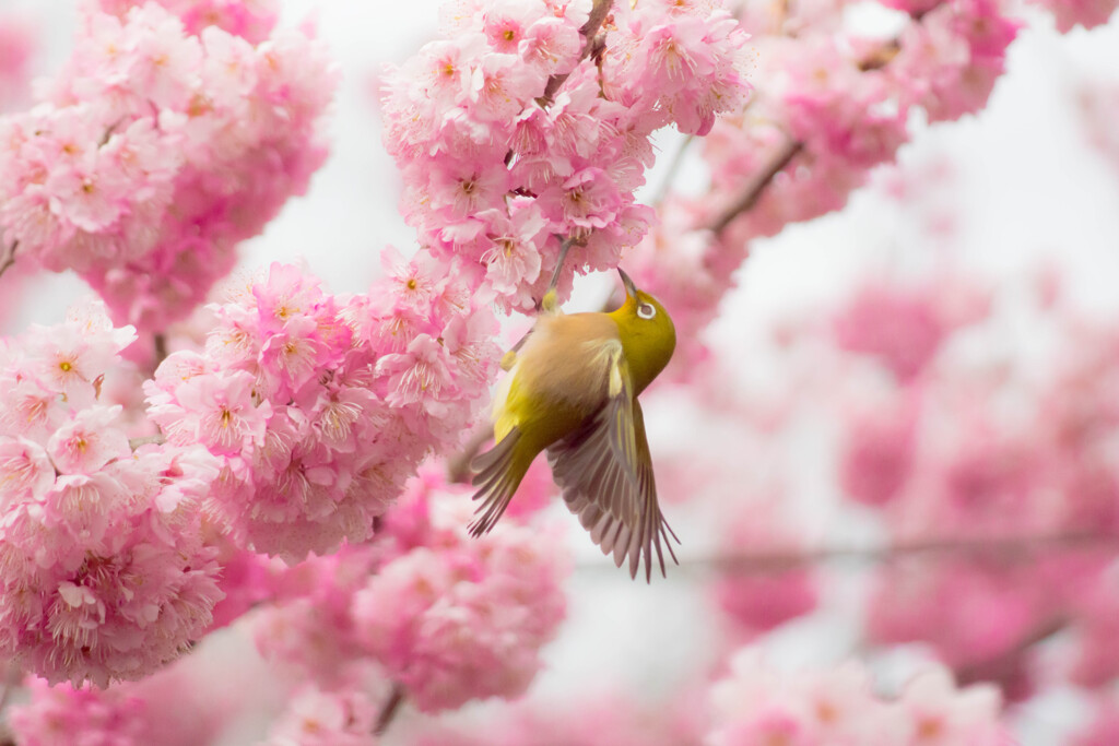 春のメジロまつり