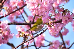 桜とメジロ