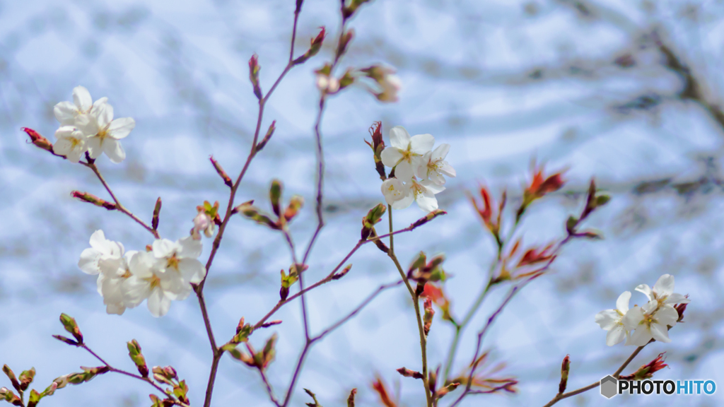春の訪れ～ヤマザクラの花におもひをいだいて