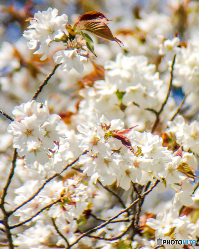春の訪れ～皇居東御苑の花たち
