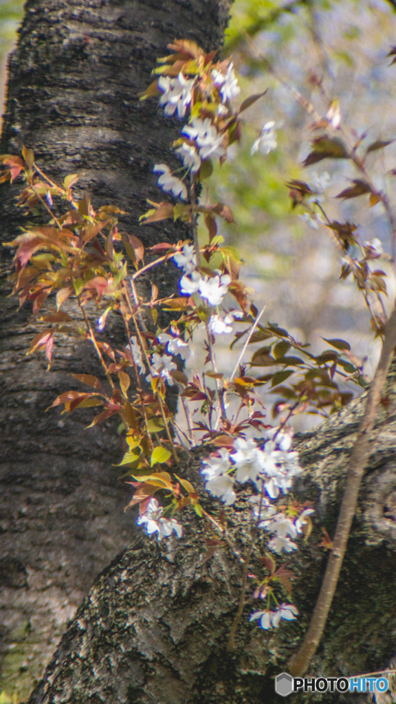 春の訪れ～皇居東御苑の花たち