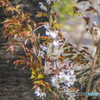 春の訪れ～皇居東御苑の花たち