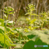 春の訪れ～皇居東御苑の花たち