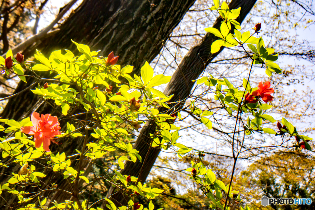 春の訪れ～皇居東御苑の花たち