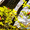 春の訪れ～皇居東御苑の花たち