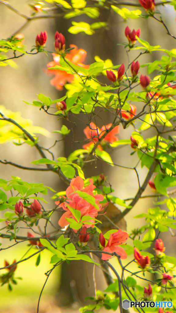 春の訪れ～皇居東御苑の花たち