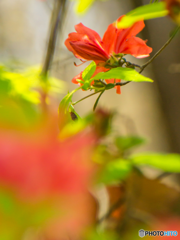 春の訪れ～皇居東御苑の花たち
