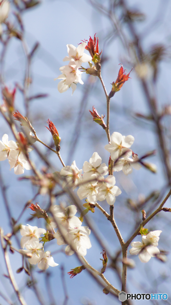 春の訪れ～ヤマザクラの花におもひをいだいて