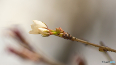 春の訪れ～ヤマザクラの花におもひをいだいて