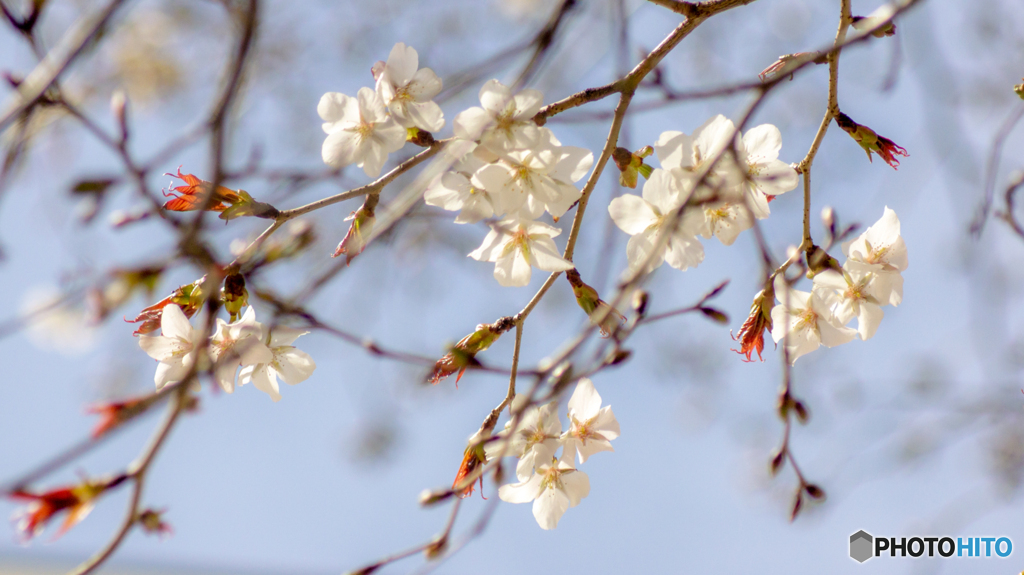 春の訪れ～ヤマザクラの花におもひをいだいて