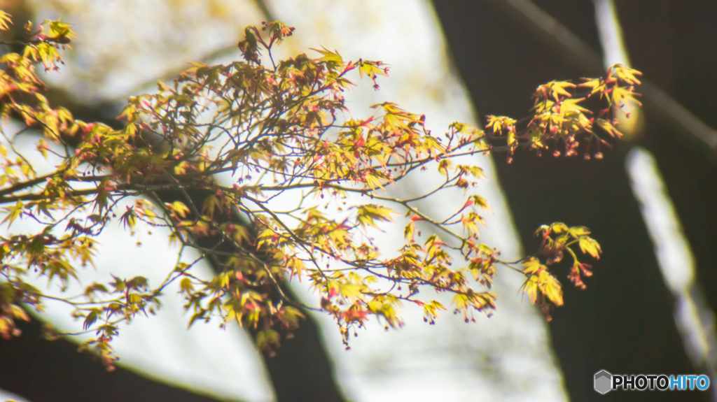 春の訪れ～皇居東御苑の花たち