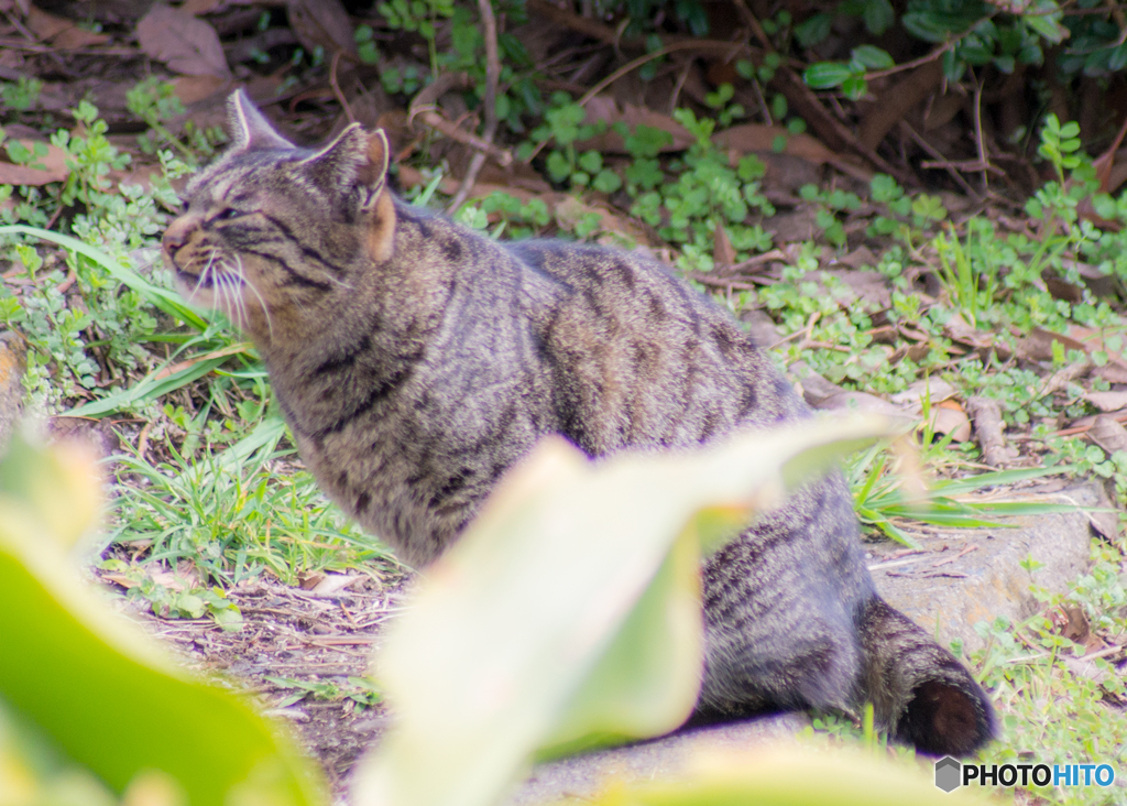 京浜島緑地公園のねこ