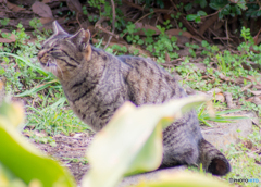 京浜島緑地公園のねこ