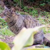 京浜島緑地公園のねこ