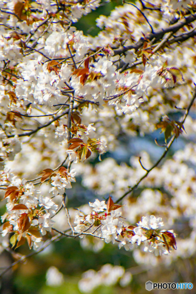 春の訪れ～皇居東御苑の花たち