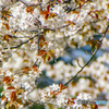 春の訪れ～皇居東御苑の花たち