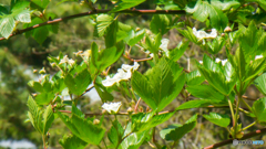 春の訪れ～皇居東御苑の花たち