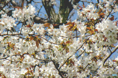 春の訪れ～皇居東御苑の花たち