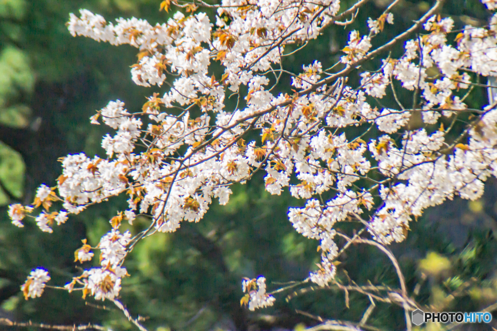 春の訪れ～皇居東御苑の花たち